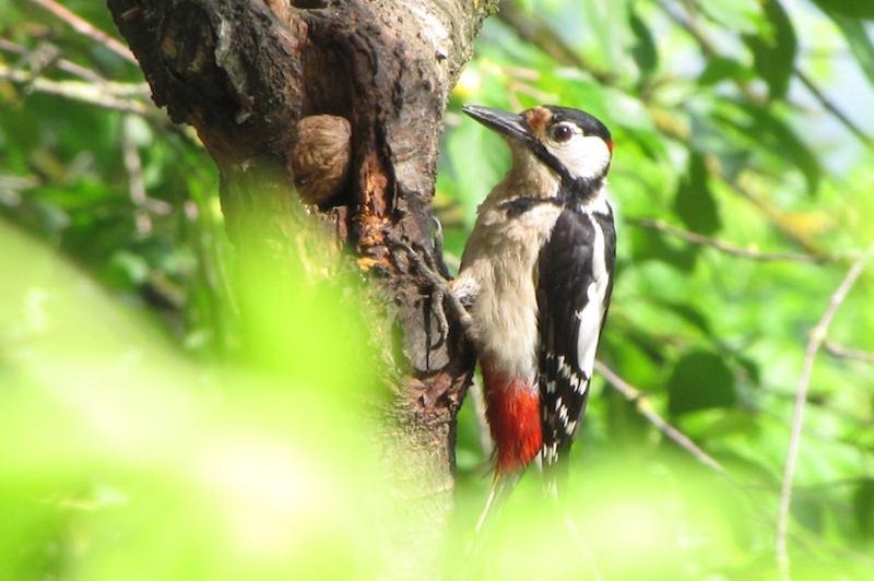 ホテル Les Palafitos Luglon エクステリア 写真
